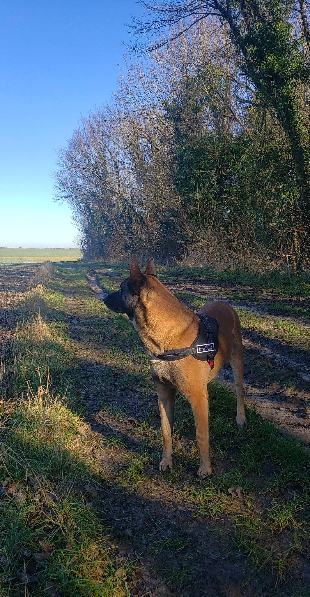 Nike participe au concours pour gagner de l'argent avec cette photo : big_cats, carnivore, dog, dog_breed, fawn, felidae, grass, grassland, landscape, natural_landscape, pasture, plant, sky, soil, tail, terrestrial_animal, tree, wildlife, wood, working_animal