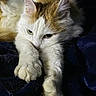 cat, feline, pet, animal, white, orange, fluffy, paws, stretching, resting, cozy, blanket, indoor, closeup, fur, whiskers, ears, eyes, cute, sleepy