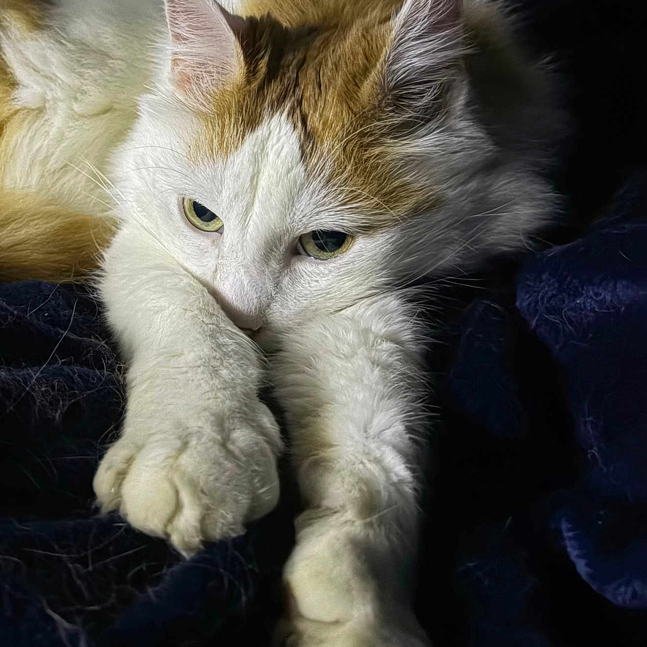 Biscotte a rejoint le concours — aidez-le/la à gagner de superbes lots ! cat, feline, pet, animal, white, orange, fluffy, paws, stretching, resting, cozy, blanket, indoor, closeup, fur, whiskers, ears, eyes, cute, sleepy