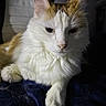 Biscotte participe au concours pour gagner de l'argent avec cette photo : animal, blanket, cat, closeup, cozy, cute, domestic_cat, feline, fluffy, fur, indoor, orange_fur, paw, pet, portrait, relaxed, resting, soft_light, whiskers, white_fur
