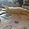 animal, cat, chair, cozy, decor, domestic, fluffy, furniture, home, indoor, kitchen, pattern, pet, relaxing, stretching, sunlight, table, tablecloth, white_cat, window