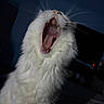 Biscotte a rejoint le concours — aidez-le/la à gagner de superbes lots ! animal, cat, close_up, cute, dim_lighting, domestic_cat, feline, fluffy, fur, indoor, mouth_open, night, pet, portrait, sleepy, teeth, tongue, whiskers, white_cat, yawning