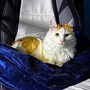 Biscotte a rejoint le concours — aidez-le/la à gagner de superbes lots ! animal, blanket, cat, chair, comfort, cozy, curious, domestic_animal, feline, fluffy_fur, home, indoor, looking_at_camera, modern_chair, orange_and_white_cat, pet, relaxed, resting, soft_light, white_fur