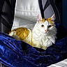 animal, blanket, cat, chair, comfort, cozy, curious, domestic_animal, feline, fluffy_fur, home, indoor, looking_at_camera, modern_chair, orange_and_white_cat, pet, relaxed, resting, soft_light, white_fur