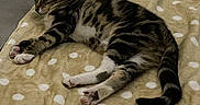 Achille a rejoint le concours — aidez-le/la à gagner de superbes lots ! cat, tabby_cat, sleeping, pet, animal, feline, striped_fur, white_paws, pink_paw_pads, curled_tail, relaxed, nap, blanket, polka_dots, bed, indoor, cozy, close_up, resting, home