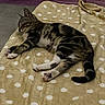 cat, tabby_cat, sleeping, pet, animal, feline, striped_fur, white_paws, pink_paw_pads, curled_tail, relaxed, nap, blanket, polka_dots, bed, indoor, cozy, close_up, resting, home