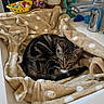 cat, tabby_cat, sleeping, curled_up, blanket, polka_dots, bathroom, sink, faucet, mirror, plush_toy, yarn_ball, pet, cozy, indoor, home, relaxed, animal, kitten, still_life