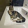 cat, kitten, tabby, striped_fur, pet, animal, bathroom, sink, basin, indoors, relaxed, lying_down, curled_tail, whiskers, ears, paws, white_fur, brown_fur, black_stripes, portrait