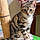 Achille
