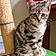 Achille
