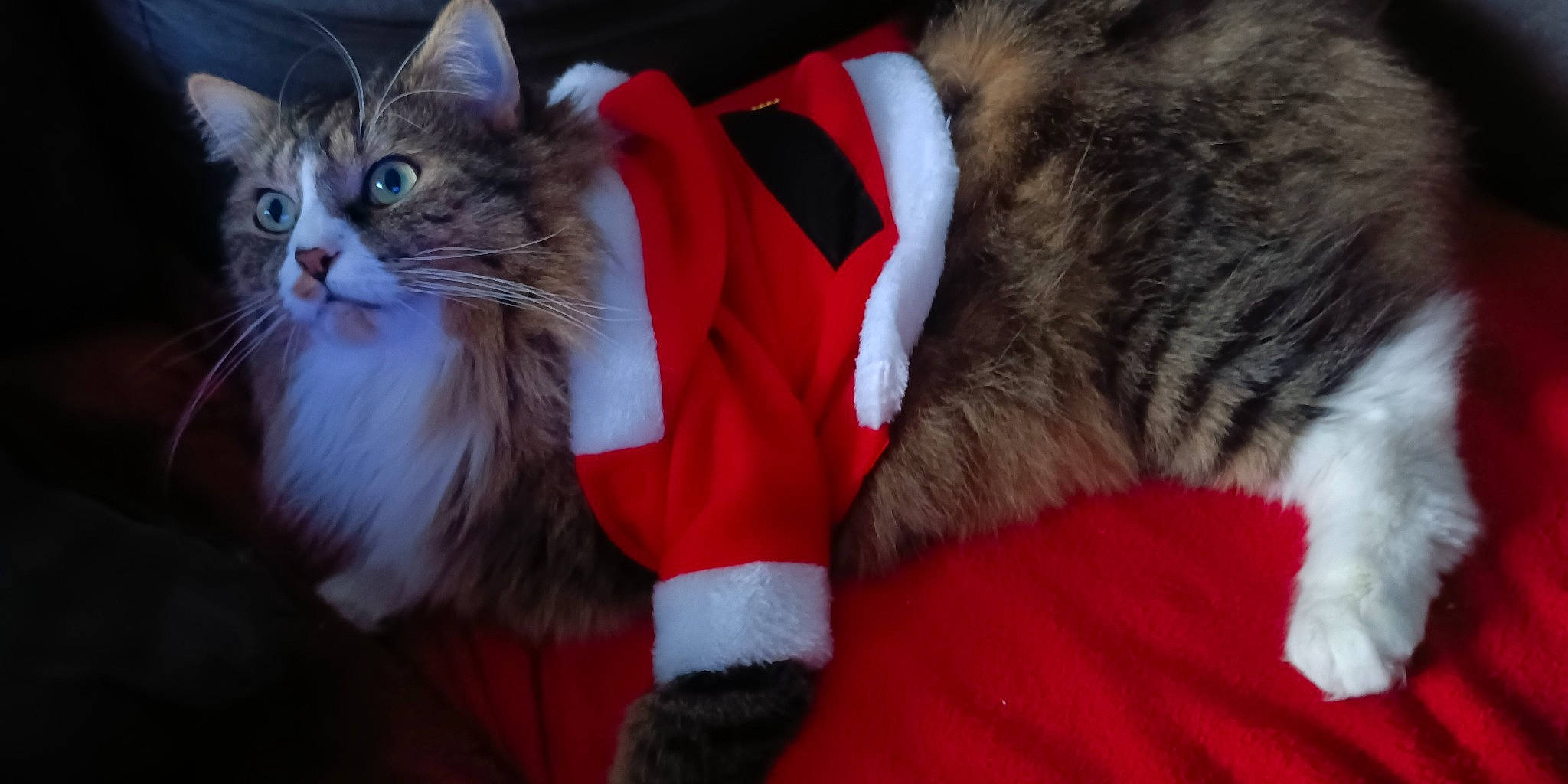 Swiffer participe au concours pour gagner de l'argent avec cette photo : carnivore, cat, christmas, claw, domestic_short_haired_cat, electric_blue, event, fawn, felidae, fur, holiday, paw, small_to_medium_sized_cats, snout, tail, whiskers