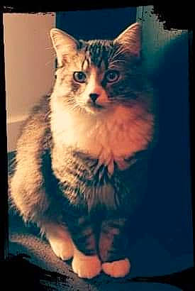 Swiffer participe au concours pour gagner de l'argent avec cette photo : carnivore, cat, darkness, domestic_short_haired_cat, electric_blue, eye, felidae, fur, iris, paw, photo_caption, rectangle, sitting, small_to_medium_sized_cats, snout, square, tail, whiskers, wildlife, window