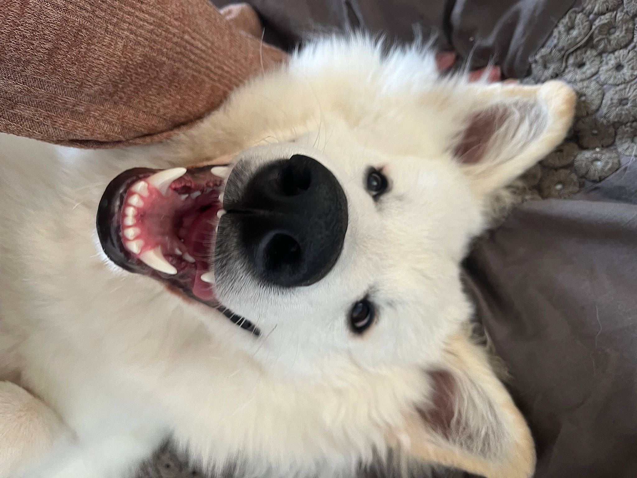 Tenko participe au concours pour gagner de l'argent avec cette photo : canidae, carnivore, close_up, companion_dog, dog, dog_breed, fang, fawn, foot, fur, japanese_spitz, jaw, paw, snout, sporting_group, sunglasses, terrestrial_animal, toy, whiskers, working_animal