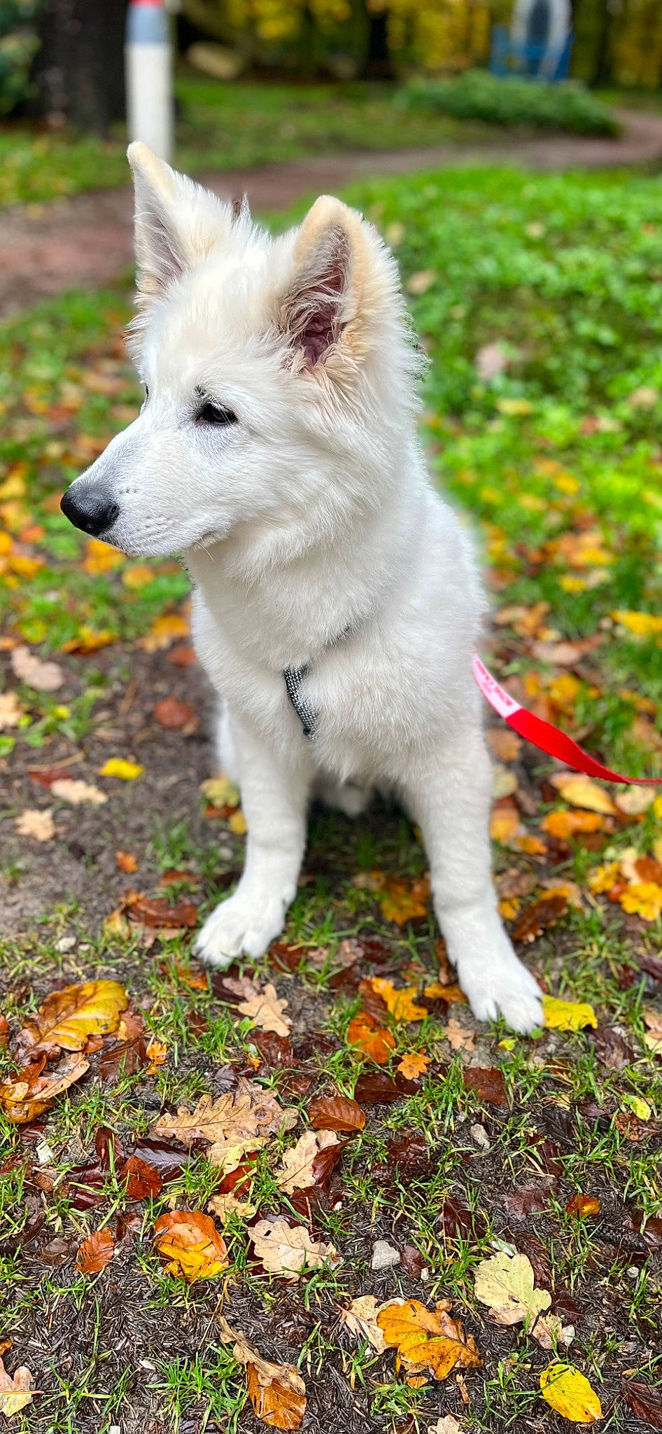 Tenko a rejoint le concours — aidez-le/la à gagner de superbes lots ! canidae, canis, carnivore, companion_dog, dog, dog_breed, fawn, fur, grass, groundcover, indian_spitz, non_sporting_group, plant, snout, sporting_group, tail, terrestrial_animal, tree, working_animal, working_dog