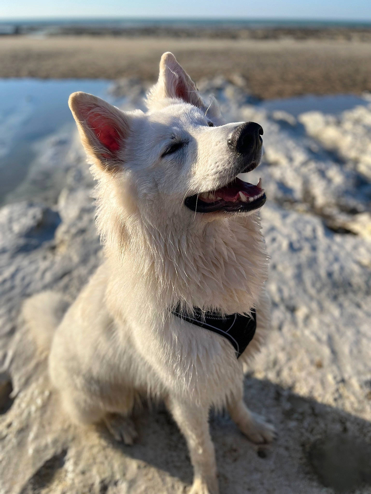 Tenko a rejoint le concours — aidez-le/la à gagner de superbes lots ! beach, canidae, carnivore, collar, companion_dog, dog, dog_breed, fang, fur, non_sporting_group, ocean, sea, sky, snout, sporting_group, terrestrial_animal, water, wildlife, winter, working_animal