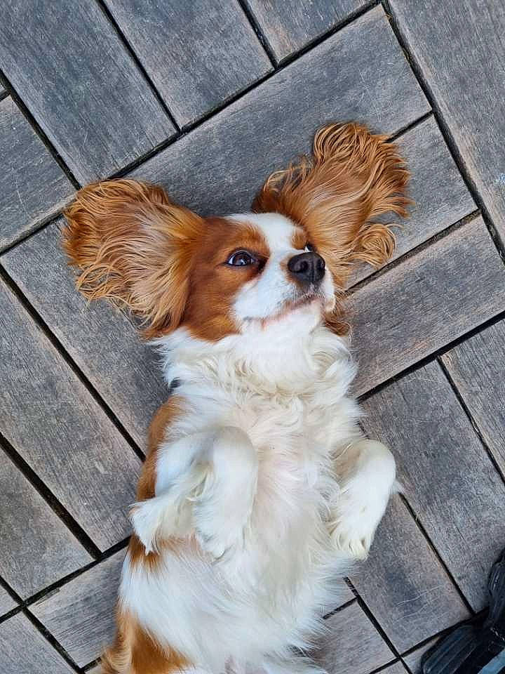 Loki a rejoint le concours — aidez-le/la à gagner de superbes lots ! brown, canidae, carnivore, companion_dog, dog, dog_breed, dog_supply, door, fawn, flooring, fur, hardwood, liver, snout, sporting_group, terrestrial_animal, toy_dog, whiskers, wood, working_animal