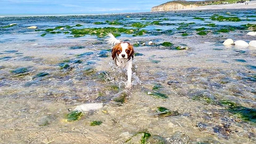 Loki a rejoint le concours — aidez-le/la à gagner de superbes lots ! body_of_water, canidae, carnivore, cloud, coast, companion_dog, dog, dog_breed, fawn, horizon, lake, landscape, natural_landscape, ocean, sky, sporting_group, water, wildlife, wind_wave, working_animal