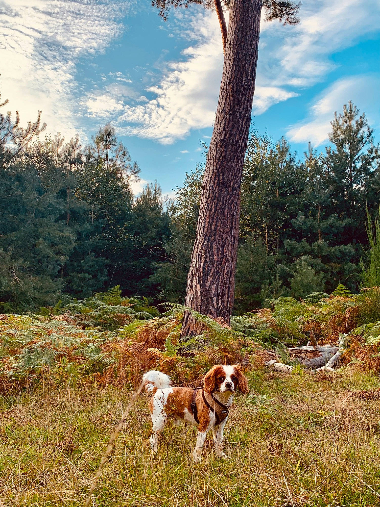Loki participe au concours pour gagner de l'argent avec cette photo : canidae, carnivore, cloud, companion_dog, dog, dog_breed, fawn, forest, grass, grassland, landscape, meadow, natural_landscape, people_in_nature, plant, sky, tail, tree, trunk, wood