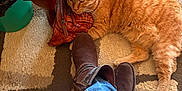 Tasha joined the competition — help win amazing prizes! animal, boots, brown, carpet, casual, cat, cozy, floor, furniture_leg, home, indoor, jeans, leather_purse, orange_cat, pet, relaxed, resting, rug, tabby, warm_lighting