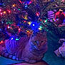 animal, cat, christmas_lights, christmas_tree, colorful_lights, cozy, cute, decoration, festive, fur, ginger_cat, green_tree_skirt, holiday, holiday_season, indoor, night, ornament, pet, relaxed, wooden_floor