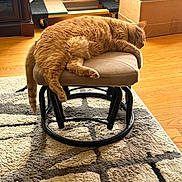 Tasha is registered to the contest to win money with this photo: animal, cat, comfort, cozy, cushion, domestic, feline, fur, home, indoor, orange_tabby, paw, pet, relaxed, resting, rug, sleeping, stool, tail, wooden_floor