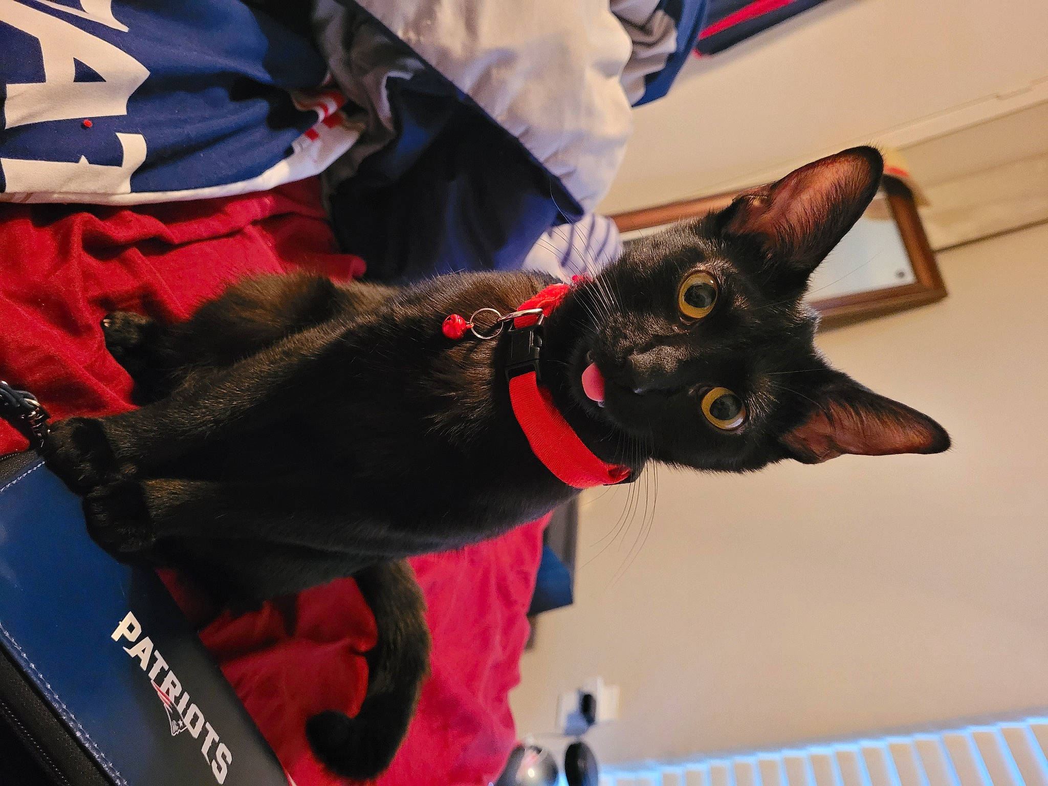 Nyx is registered to the contest to win money with this photo: black_cat, carmine, carnivore, cat, collar, dog_breed, dog_collar, domestic_short_haired_cat, event, fashion_accessory, felidae, fur, gesture, personal_protective_equipment, pet_supply, sleeve, small_to_medium_sized_cats, sportswear, whiskers, window