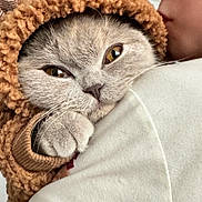 Lola is registered to the contest to win money with this photo: cat, animal, pet, furry, cute, cozy, hoodie, clothing, person, face, paw, snuggle, affection, closeup, indoor, warm, soft, fur, kiss, expression