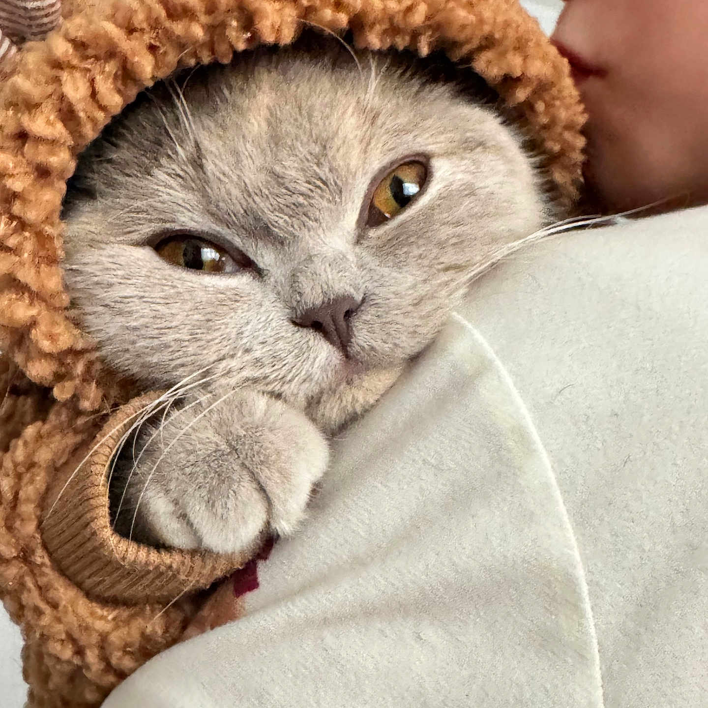 Lola is registered to the contest to win money with this photo: affection, animal, cat, closeup, clothing, cozy, cute, expression, face, fur, furry, hoodie, indoor, kiss, paw, person, pet, snuggle, soft, warm