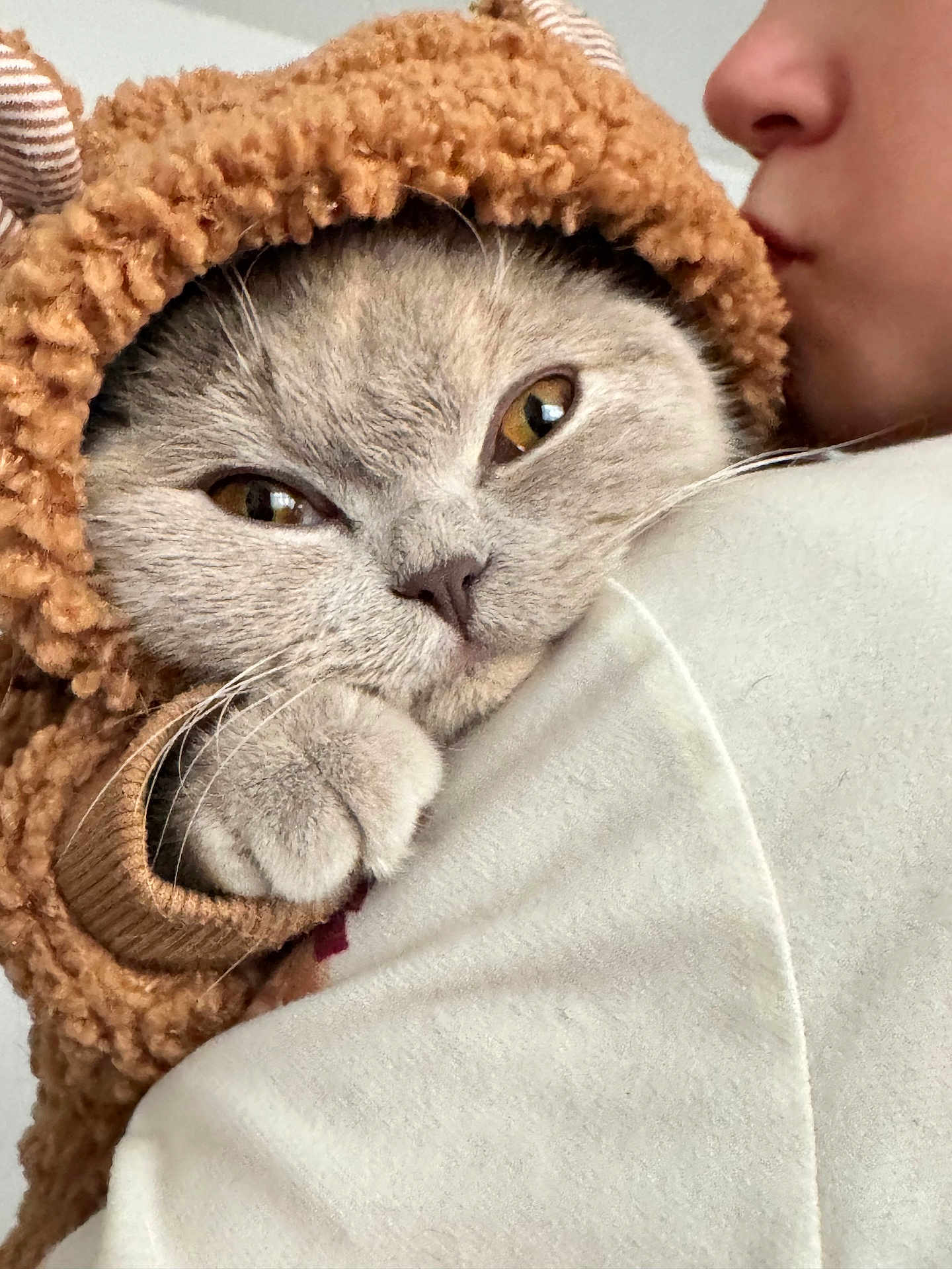 Lola is registered to the contest to win money with this photo: cat, animal, pet, furry, cute, cozy, hoodie, clothing, person, face, paw, snuggle, affection, closeup, indoor, warm, soft, fur, kiss, expression