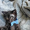 Clover is registered to the contest to win money with this photo: kitten, black_cat, one_eyed, bow_tie, blue_bow_tie, blanket, soft_texture, cozy, pet, animal, feline, cute, small, indoor, resting, portrait, close_up, striped_pattern, comfortable, fluffy