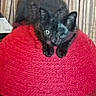 Clover is registered to the contest to win money with this photo: kitten, black_cat, red_surface, curious, feline, indoor, pet, animal, cute, small, texture, soft, striped_background, close_up, young_cat, whiskers, ears, paws, resting, cozy