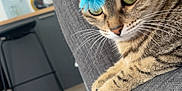 Nala participe au concours pour gagner de l'argent avec cette photo : cat, tabby_cat, pet, feline, indoor, couch, gray_fabric, toy, blue_toy, green_eyes, whiskers, wood_floor, kitchen, chair, stool, fur, close_up, relaxed, animal, house