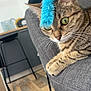 cat, tabby_cat, pet, feline, indoor, couch, gray_fabric, toy, blue_toy, green_eyes, whiskers, wood_floor, kitchen, chair, stool, fur, close_up, relaxed, animal, house