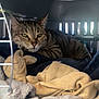 Nala participe au concours pour gagner de l'argent avec cette photo : cat, tabby, pet_carrier, blanket, plush_toy, indoor, resting, cozy, sleepy, feline, fur, animal, cute, domestic_animal, soft, comfort, cage, relaxed, pet, face