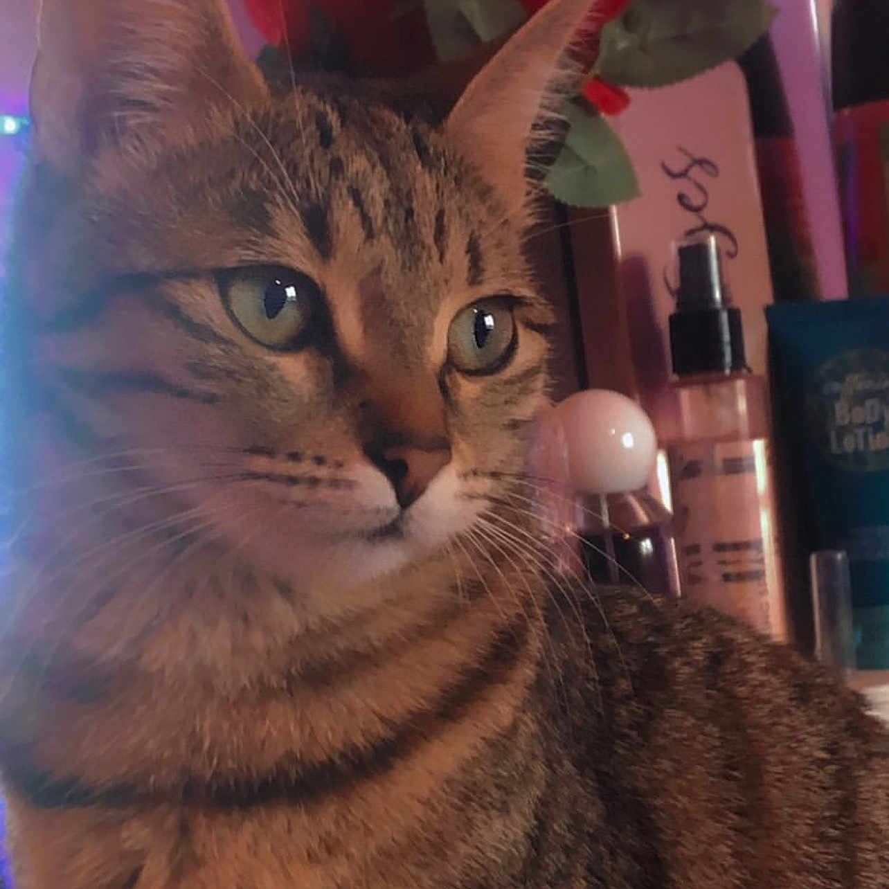 Nala a rejoint le concours — aidez-le/la à gagner de superbes lots ! animal, background, bottle, cat, close_up, cute, domestic_cat, feline, flower, fur, gaze, green_eyes, household, indoor, pet, portrait, rose, striped, tabby, whiskers