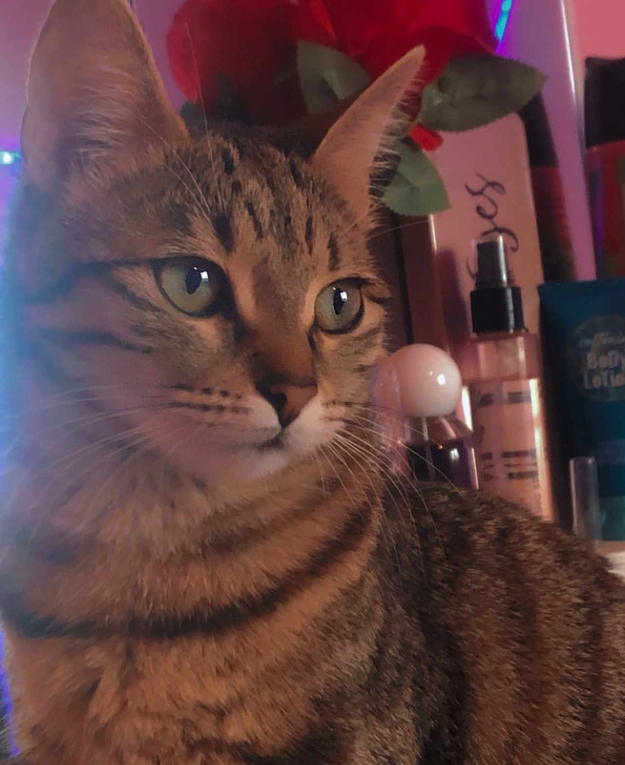 Nala a rejoint le concours — aidez-le/la à gagner de superbes lots ! cat, tabby, close_up, portrait, green_eyes, whiskers, fur, pet, animal, domestic_cat, indoor, bottle, rose, flower, background, gaze, feline, striped, cute, household