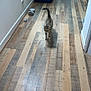 cat, tabby, hallway, wooden_floor, food_bowl, toy_mouse, pet, indoor, curious, walking, animal, home, door, flooring, feline, domestic_cat, light, wall, refrigerator, basket