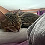 Nala a rejoint le concours — aidez-le/la à gagner de superbes lots ! cat, tabby, sleeping, pillow, blanket, bed, indoor, curtains, cozy, resting, feline, fur, closeup, relaxation, domestic_animal, pet, soft, comfort, warm, quiet