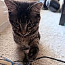 animal, black_cable, carpet, cat, closeup, cozy, curious, feline, floor, headphones, indoor, kitten, natural_light, paw, pet, soft, striped, tabby, window, young