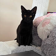 Eris joined the competition — help win amazing prizes! black_cat, kitten, bed, pillow, blanket, fur, indoor, curious, pet, animal, cozy, feline, soft_texture, white_wall, laptop, ears, eyes, sitting, domestic_cat, cute