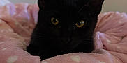 Eris is registered to the contest to win money with this photo: animal, black_cat, blanket, cat, comfort, cozy, cute, ears, eyes, feline, fur, heart_pattern, indoor, pet, pink, portrait, resting, soft, warm, whiskers
