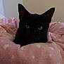 cat, black_cat, pet, animal, cozy, blanket, pink, heart_pattern, indoor, cute, feline, resting, soft, warm, fur, whiskers, ears, eyes, portrait, comfort