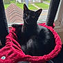 cat, black_cat, pet, indoor, window, hammock, red_bed, fur, animal, relaxed, looking, curious, cozy, home, suburban, screen, daylight, resting, ears, whiskers