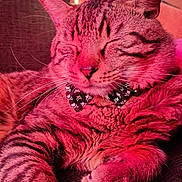 Schizo is registered to the contest to win money with this photo: cat, tabby_cat, pet, sleeping, relaxed, bow_tie, collar, whiskers, ears, paw, fur, close_up, indoor, sofa, cardboard_box, striped, cozy, pink_lighting, portrait, pet_accessory