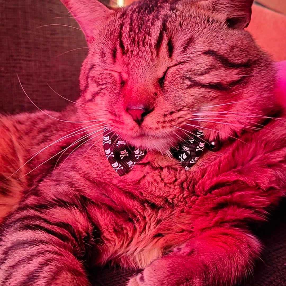 Schizo is registered to the contest to win money with this photo: bow_tie, cardboard_box, cat, close_up, collar, cozy, ears, fur, indoor, paw, pet, pet_accessory, pink_lighting, portrait, relaxed, sleeping, sofa, striped, tabby_cat, whiskers