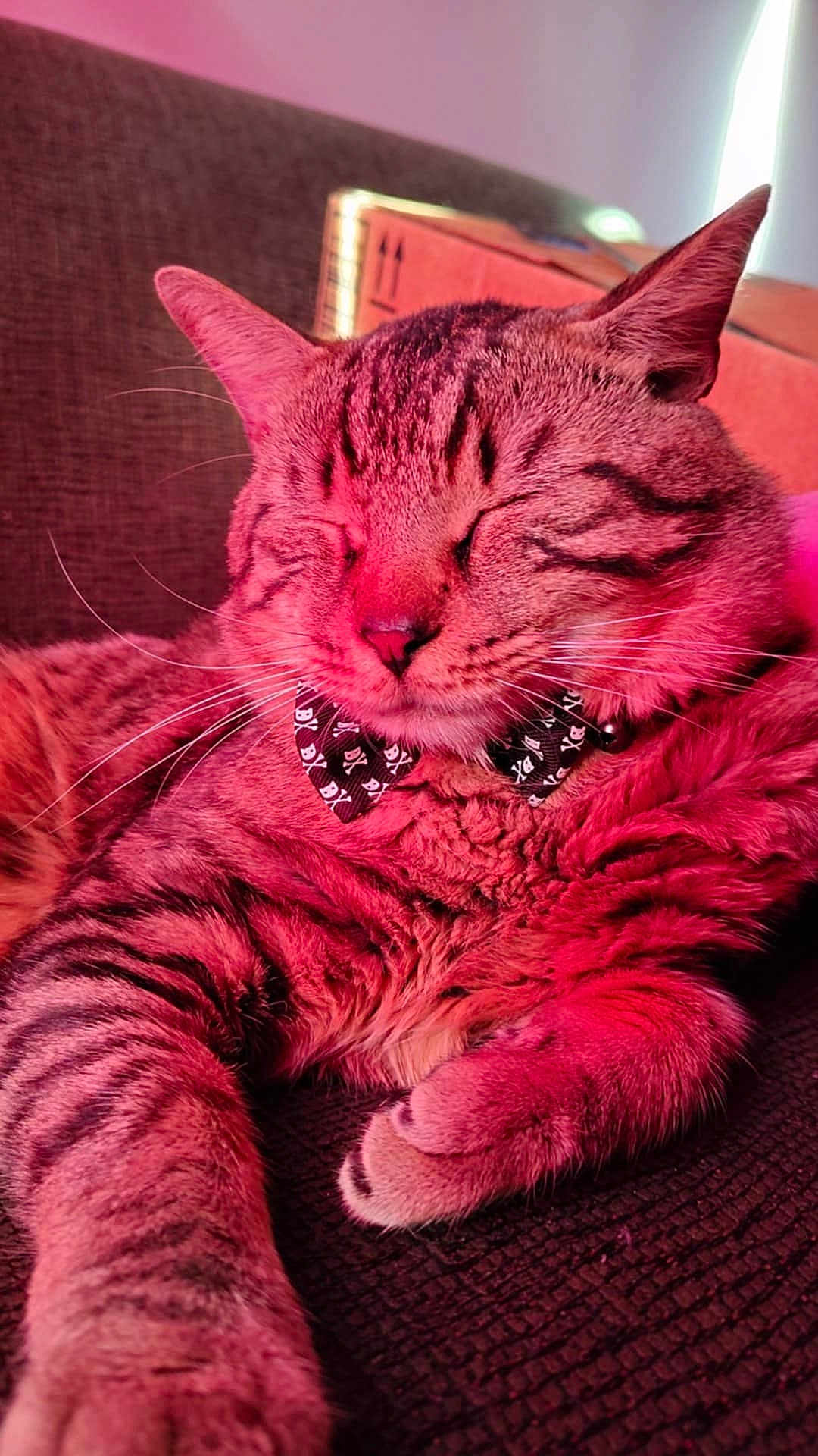 Schizo is registered to the contest to win money with this photo: cat, tabby_cat, pet, sleeping, relaxed, bow_tie, collar, whiskers, ears, paw, fur, close_up, indoor, sofa, cardboard_box, striped, cozy, pink_lighting, portrait, pet_accessory