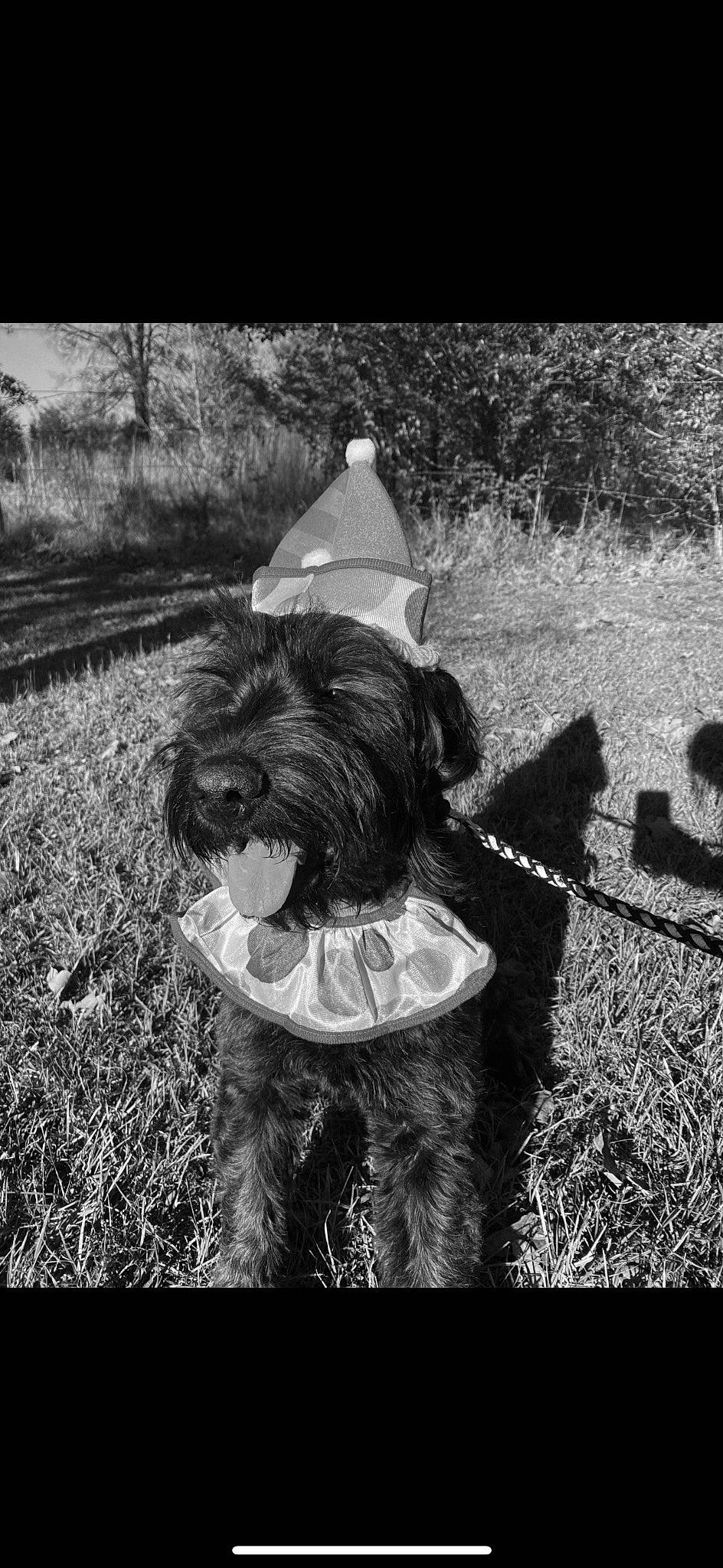 Zuse joined the competition — help win amazing prizes! black_and_white, canidae, carnivore, companion_dog, dog, dog_breed, fur, grass, monochrome, monochrome_photography, plant, small_terrier, snout, soil, sporting_group, style, terrier, toy_dog, water_dog, working_animal