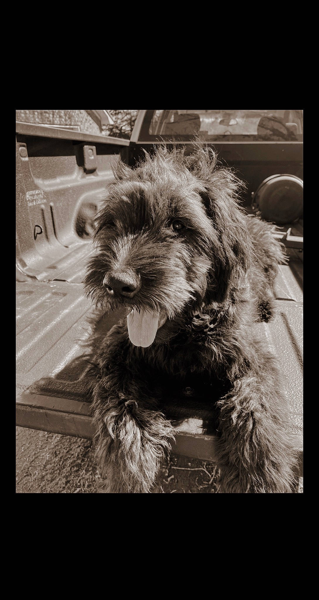 Zuse joined the competition — help win amazing prizes! black_and_white, canidae, carnivore, companion_dog, dog, dog_breed, fur, liver, monochrome, monochrome_photography, rectangle, small_terrier, sporting_group, still_life_photography, style, terrier, tints_and_shades, toy_dog, water_dog, yorkipoo