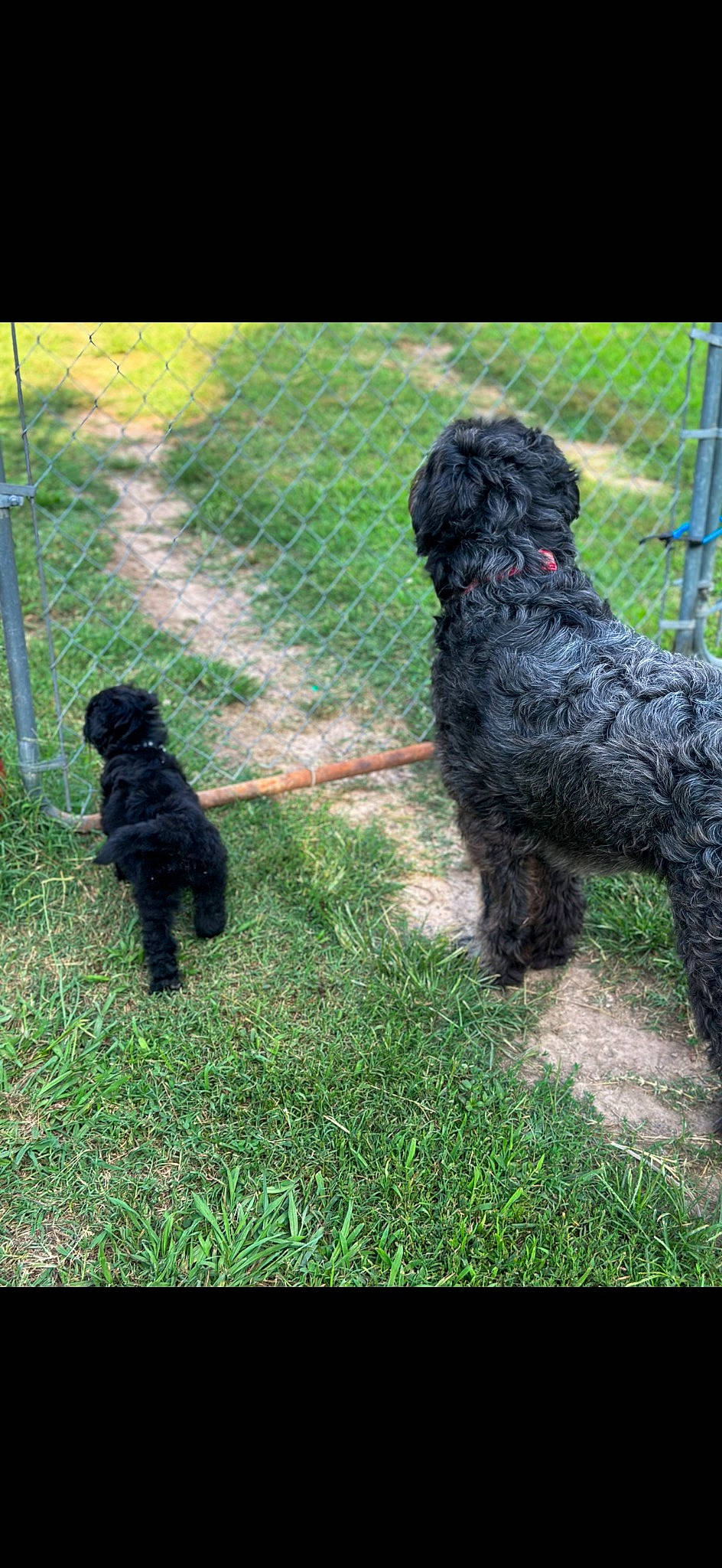 Zuse joined the competition — help win amazing prizes! carnivore, collar, companion_dog, dog, dog_breed, dog_collar, grass, gun_dog, leash, pet_supply, plant, soil, sporting_group, tail, terrestrial_animal, terrier, toy_dog, water_dog, working_animal, working_dog