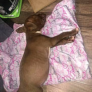 Nutella is registered to the contest to win money with this photo: animal, blanket, brown_dog, canine, cozy, cute, dog, flooring, heart, indoor, love, pet_food, pink, puppy, resting, sleeping, soft_fabric, white, wooden_floor, young_dog